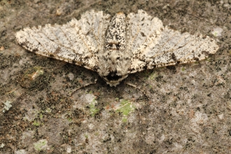 Peppered Moth