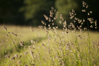 Reed sweet-grass  The Wildlife Trusts