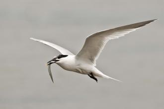 Sandwich Tern