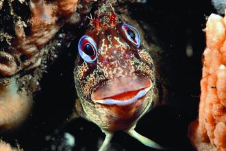 Tompot Blenny