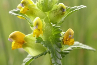 A plant with very pointy segmented leaves, and small yellow flowers, in a field of grass.