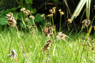 Field Wood-rush