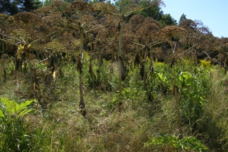 Giant Hogweed