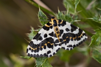 Magpie Moth