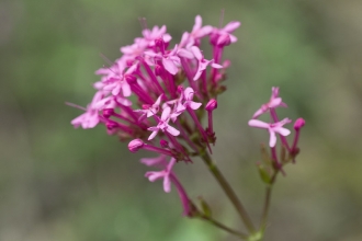 Red Valerian