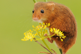 harvest mouse