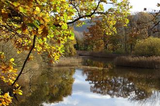 One of the large pools at Spinnies Aberogwen nature reserve, in autumn. The trees and reeds surrounding the pool are all shades of yellow and brown, and are reflected in the waters surface. In the distance some of the mountains of Eryri (Snowdonia) are visible through the trees.