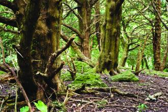 Coed Cilygroeslwyd Nature Reserve