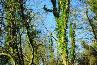 Coed Porthamel Nature Reserve