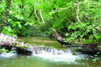 Y Ddol Uchaf Nature Reserve