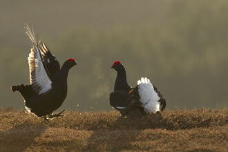 A pair of black grouse, large black birds with white feathers on the underwing and tail feathers, and a red comb on their heads. The birds are facing each other, the one on the left has it's wings and one leg raised in display. The moor they are on is very brown and dull in colour, but lit with the earliest dawn sunlight adding a touch of yellow to everything and making the grouse almost glow with an outline of sunlight.