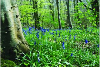 A fresh green spring woodland, with lots of tall delicate bluebells carpeting the ground between the trees.