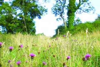 A field of tall grass and purple thistles, with 2 very tall green trees on either side of a gap in the hedgerow at the back of the field, and a bright blue cloudless sky.