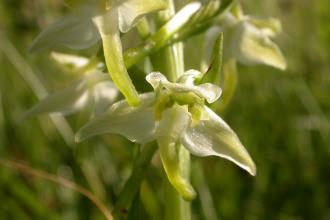 Greater butterfly orchid