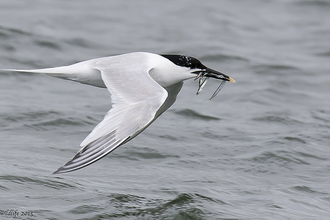 Sandwich tern