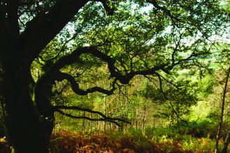 Coed Crafnant Nature Reserve