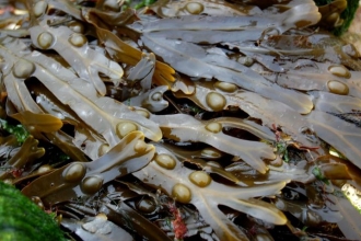 Bladder wrack