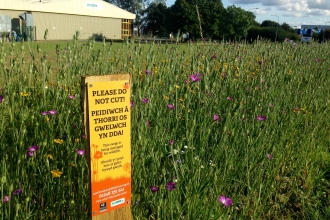 Wrexham Industrial Estate roadside verge