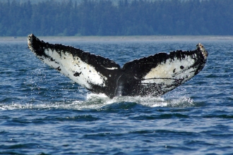 Humpback whale