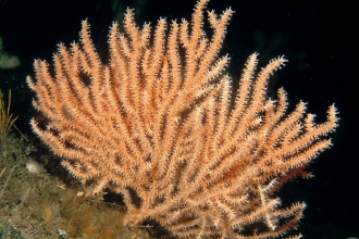 Pink sea fan