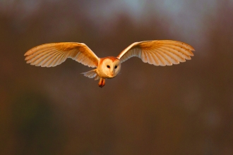 Barn Owl