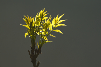 Ash leaves