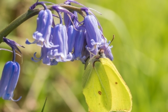 Brimstone on bluebell