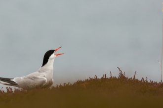 Common tern