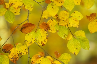 A close up of a branch of beech tree, with vibrant yellow and brown coloured leaves of autumn.