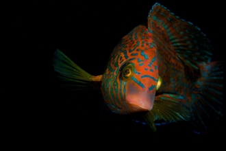 Corkwing wrasse