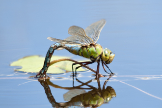 Emperor dragonfly female laying eggs