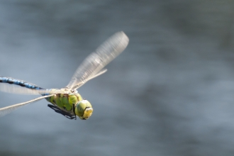 Emperor dragonfly