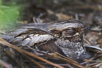 A close up of a nightjar, a distinctive bird related to the frogmouths with exceptional camouflage in all shades of black, brown and cream that can make it look convincingly like deadwood. This particular bird is facing directly right, with it's eye only half open, and is sat on a nest of small twigs made directly on the ground. The chicks are not visible.