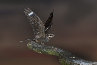 A nightjar, a bird with heavily camoflagued feathers in shades of black and dark brown to look like tree bark. It is sat on the end of a branch, with it's wings spread upwards, near the tips of the wings is a bar of white which shows this is a male.