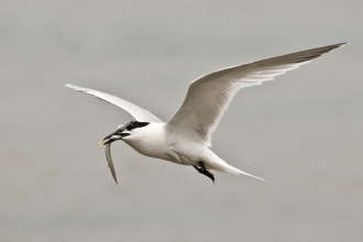 Sandwich tern flying with eel to nes