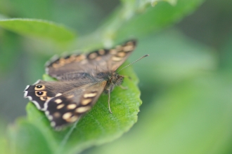 Speckled wood butterfly