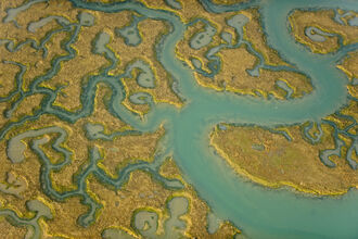 An aerial photograph of a saltmarsh. The turquoise blue channels of water wind their way through pale green-yellow islands of low vegetation in an almost fractal pattern spreading out from one large main channel.