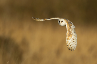 Barn owl in flight