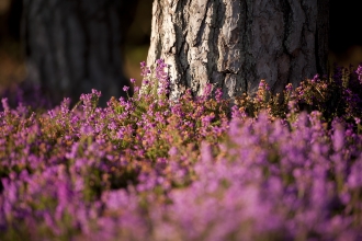 Bell heather