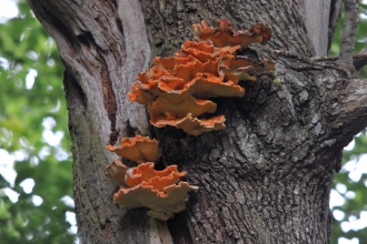 Chicken of the woods fungi