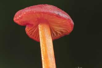 Goblet waxcap