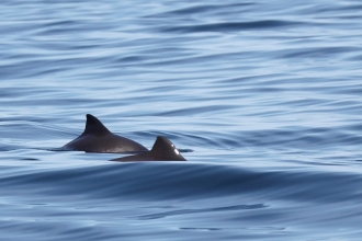 Harbour porpoise