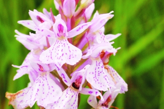 Heath spotted orchid