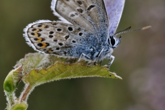 Silver-studded blue butterfly