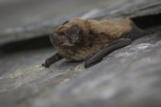 A close up of a Leisler's bat, a small fluffy brown bat with quite large ears. Lying on a rock facing left, with its wings folded up beside it like arms and its nose pointing upwards. The rock surface behind it appears to have a crevice, where the bat may have emerged from.