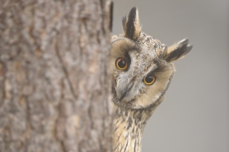 Long-eared owl