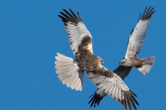 Marsh harrier