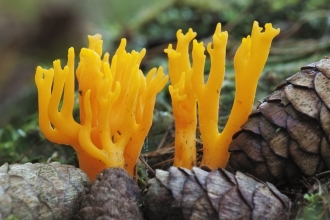 A bright yellow/ orange branching fungi that resembles a deer's antlers, Growing out of pinecones, on ground covered in pine needles.