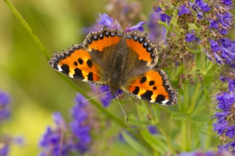 A butterfly with brown body, orange wings with black and yellow bars along the top edge, and blue chevrons surrounded by black along the outside edge. It is sat on a plant with lots of small purple flowers.