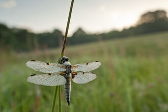 Dragonfly